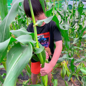 トウモロコシ狩りの画像