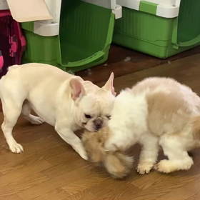 ハル君とロース君　お遊びの画像