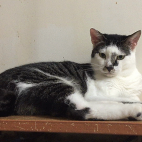 ゴロンゴロン甘えたーい！かまってーの画像