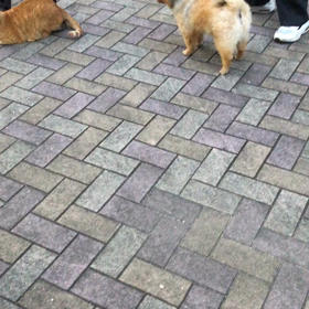 愛犬vs野良猫の画像