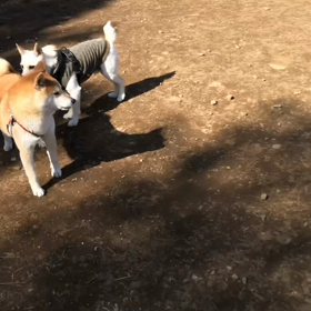 都内へお出掛け（木場公園）の画像