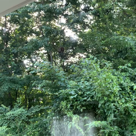 お猿さんの画像