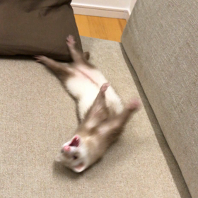 今日のシナモン  バッ！！の画像