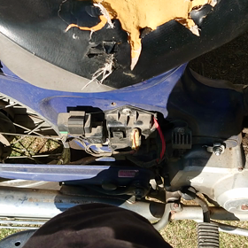 二匹目のカブちゃんの状態の画像