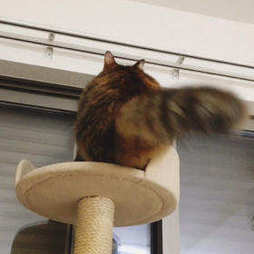 レールに乗りたかったの画像