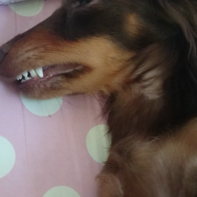 歯ぁ出てますよ(´・c_・`)の画像