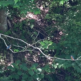 すぎぴたんの事件簿　シーズン２　２７９話（カワセミの結婚！）の画像