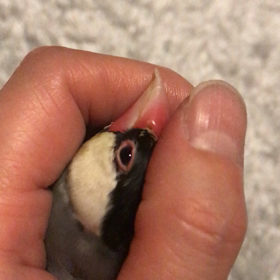 大晦日❣️まったり桜文鳥ぽんたんの画像