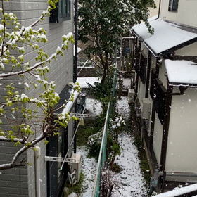 都内も雪  が、、、❄️の画像