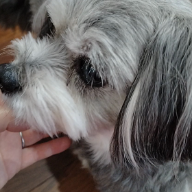 愛犬Mの動画の画像