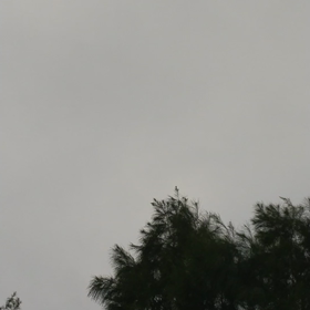 無人凧。の画像