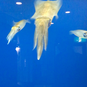 アオリイカの画像