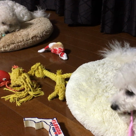 ごはん食べたらハミガキ♪の画像