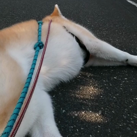 最近の未来丸、突然吠えが急増❗その際飼い主の手、ときには腹が噛まれて血だらけ。「歯があたって」の画像