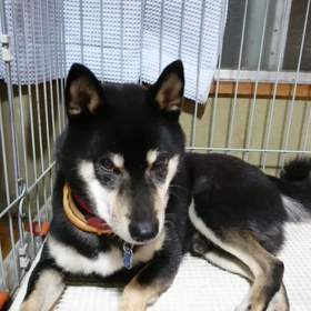 ゲージの中にの画像