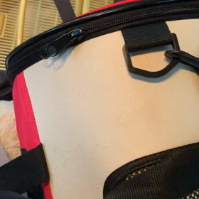 ふたり揃ってノミ退治にの画像