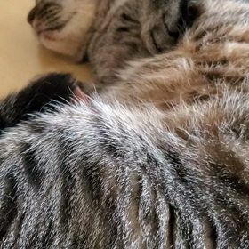 猫　こねる　寝るの画像