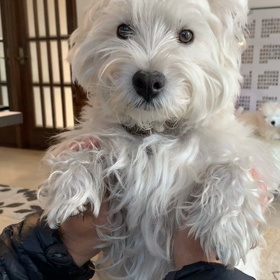 手洗い動画の画像