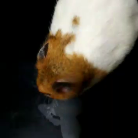 今日は絹婚記念日、ハムちゃんビデオ撮りましたの画像