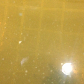 ミジンコの画像