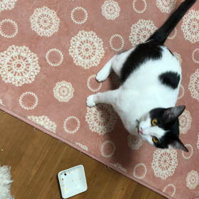 お返事そうま❤️ねこのしっぽの画像