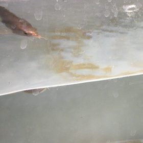 ご家庭で作れるゴールデンヘッドの画像