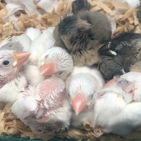 うめちゃんのの画像