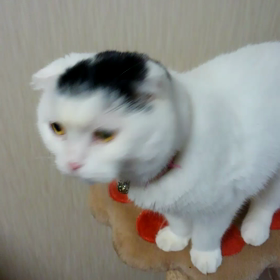 意外にの画像