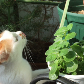 食べたいなぁ〜⁉️の画像