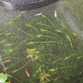 めだかの画像