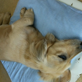 走ってるの？の画像