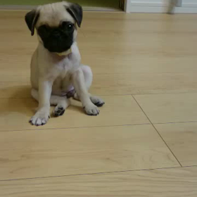 パグの茶々ちゃんから動画♥︎の画像