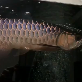 ワイルドF2の虜にの画像