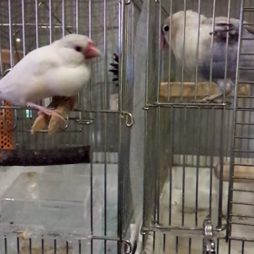 ボタンインコにケンカ売る文鳥の画像