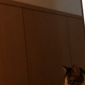 三太郎の日だけど…デールはいつも元気動画！の画像