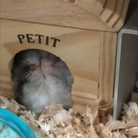 ハムちゃん！？寝てる？起きてる？寝ぼけてる？の画像