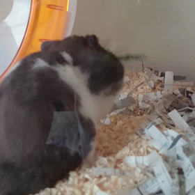 もりもりの画像