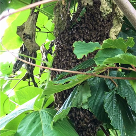 蜂の大群を見つけ！戦い！刺された日の画像