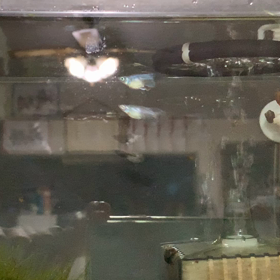 ラブラブの画像