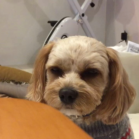 ウトウトの画像