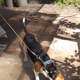 今日のちょこちゃん(動画バージョン)の画像