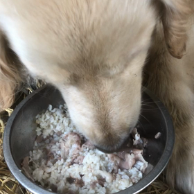 てんてこまい　｡ﾟ(ﾟ´Д｀ﾟ)ﾟ｡の画像