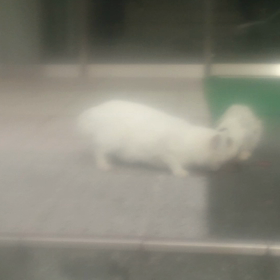 しらゆきちゃん動画シリーズの画像