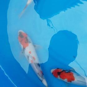 本当は9尾の画像