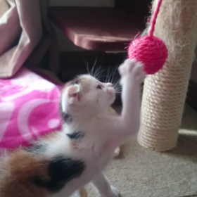 ひとり遊びの画像