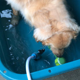 入水(o^^o)の画像