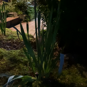 朝6時の水仙の画像