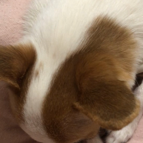 ネエネ（杏ちゃん)に怒られるの画像