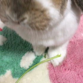 人参の葉っぱしゃんの画像