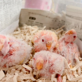 アキクサ終了の画像